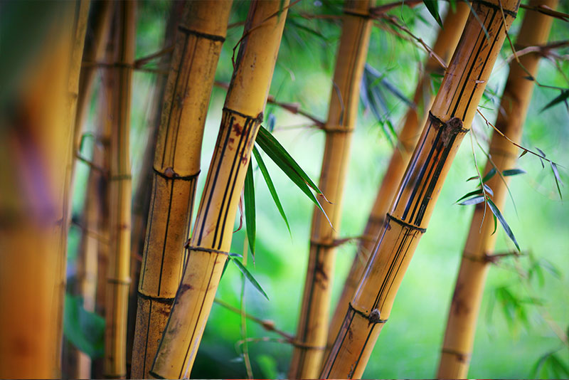 Hidrosol de bambú orgánico