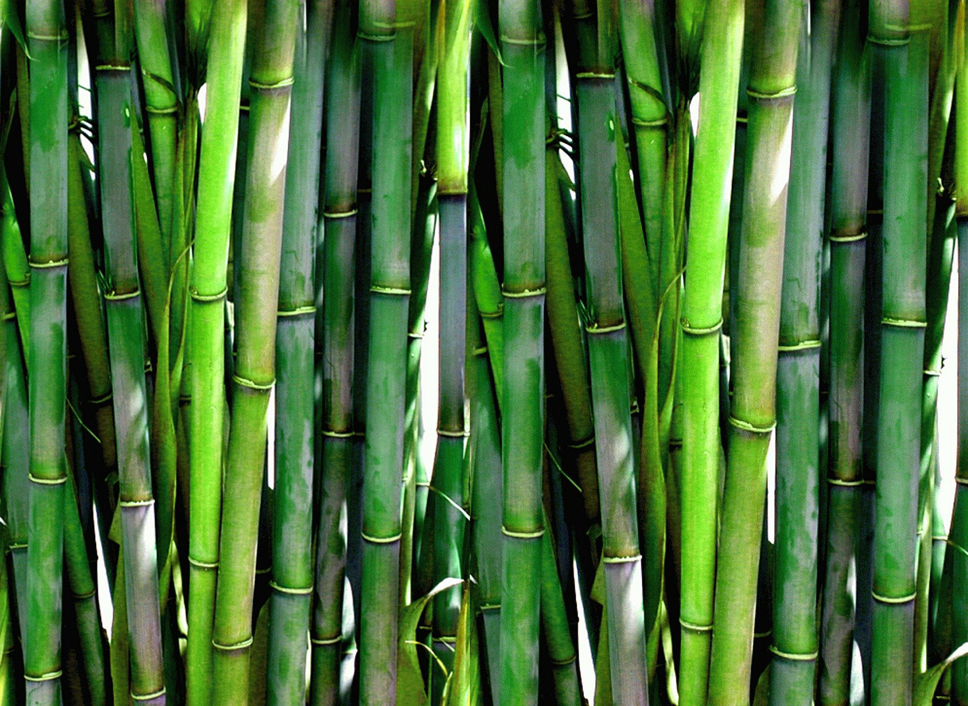 Foto varios bambús